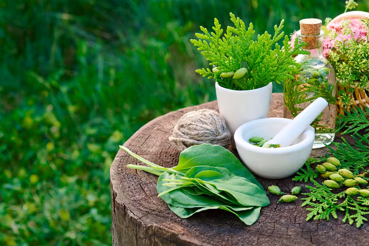 Herbal naturopathy arrangement with mortar and pestle, fresh botanicals, and natural remedies on a wooden stump